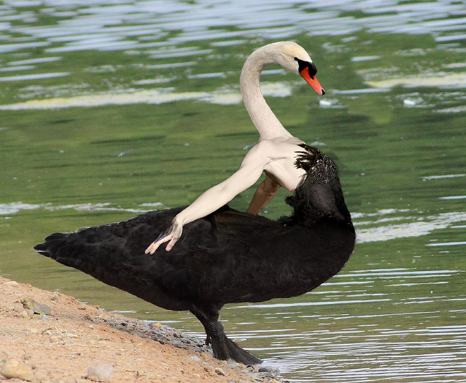 Birds look so much cooler with human arms!