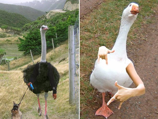 Birds look so much cooler with human arms!