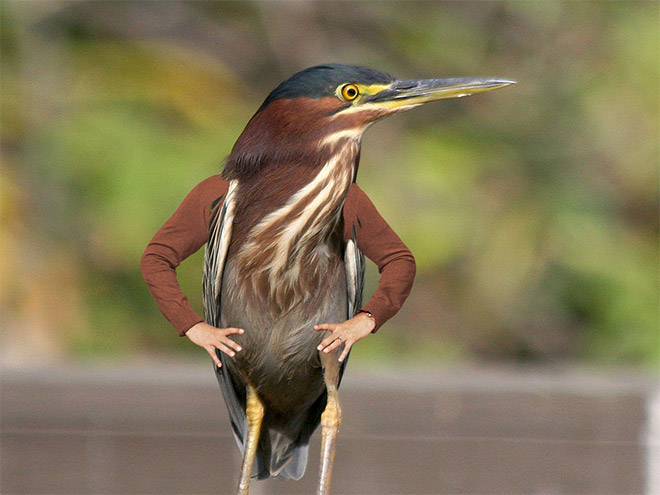 Birds look so much cooler with human arms!