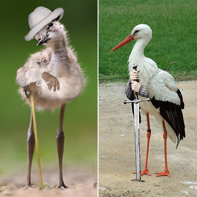 Birds look so much cooler with human arms!