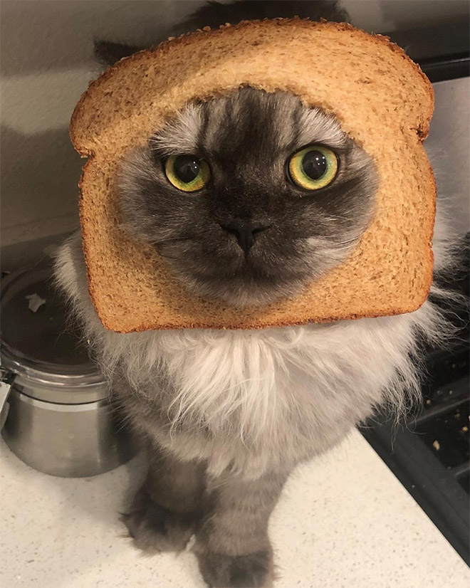 Inbread cat.