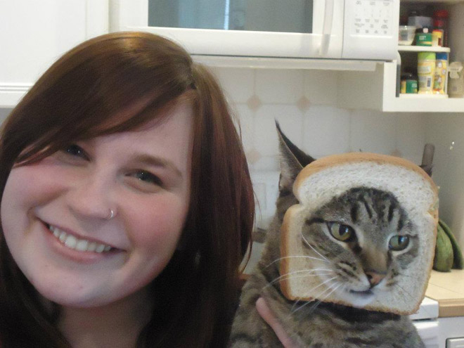 Inbread cat.