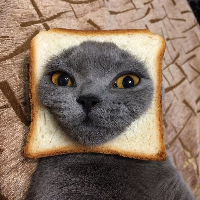 Inbread cat.