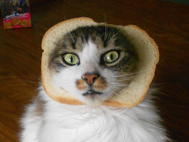 Inbread cat.