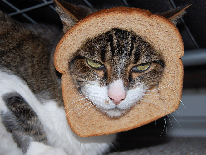 Inbread cat.