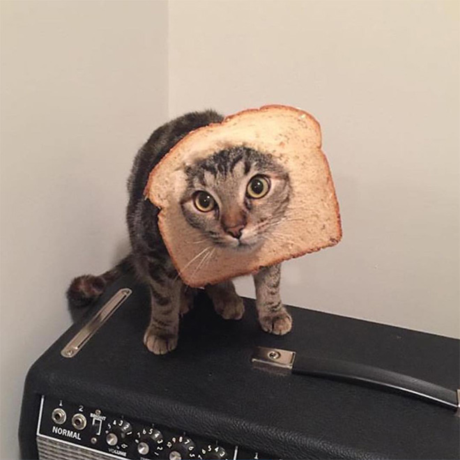 Inbread cat.