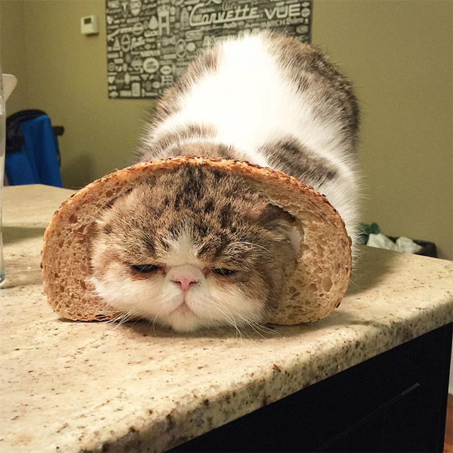 Inbread cat.