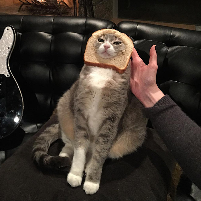 Inbread cat.