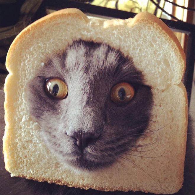 Inbread cat.