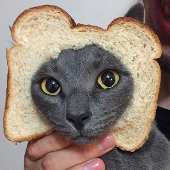 Inbread cat.