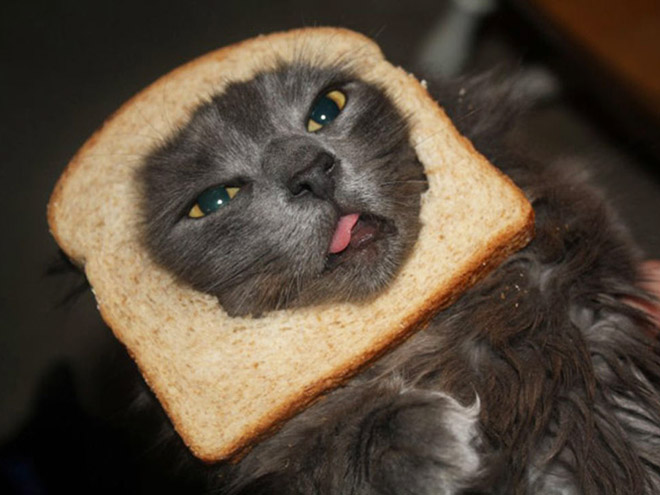 Inbread cat.