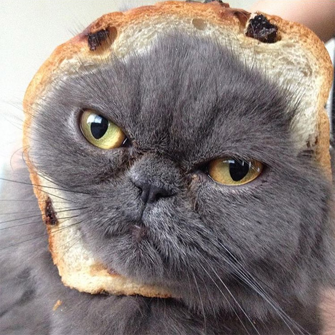 Inbread cat.