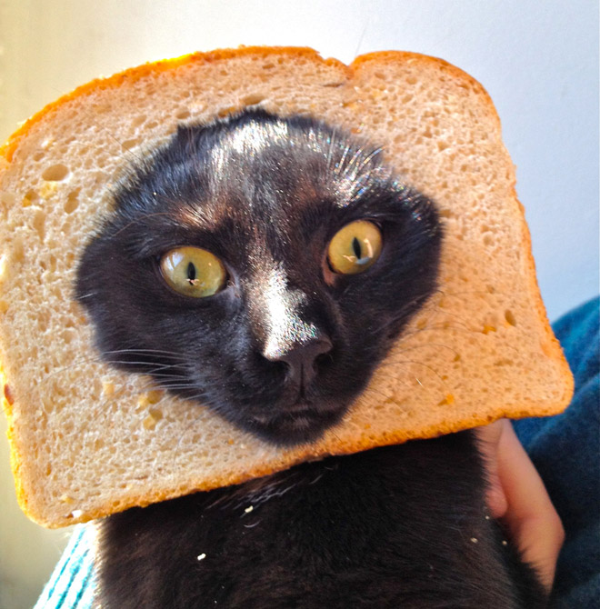 Inbread cat.