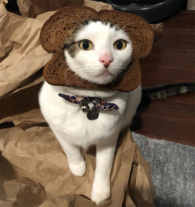 Inbread cat.