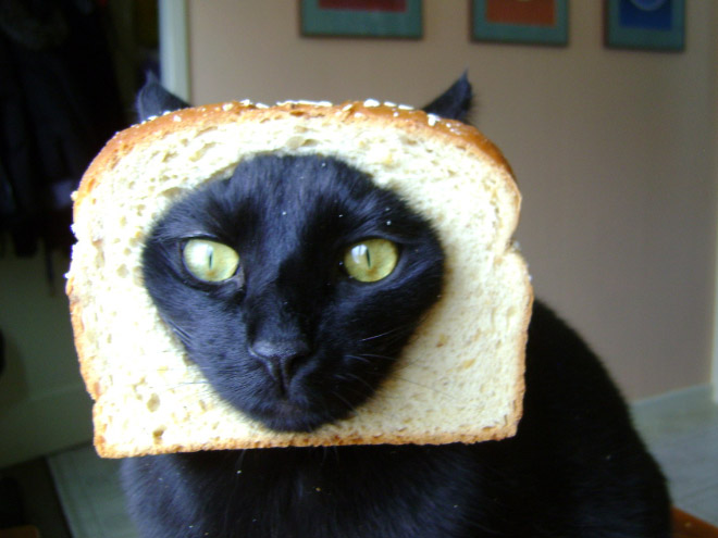 Inbread cat.