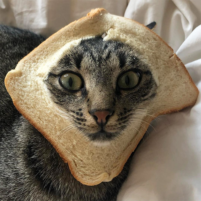 Inbread cat.