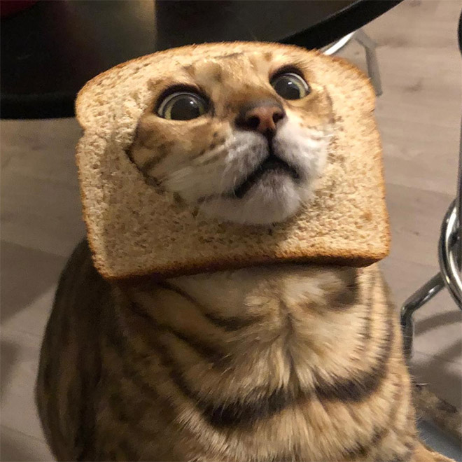 Inbread cat.