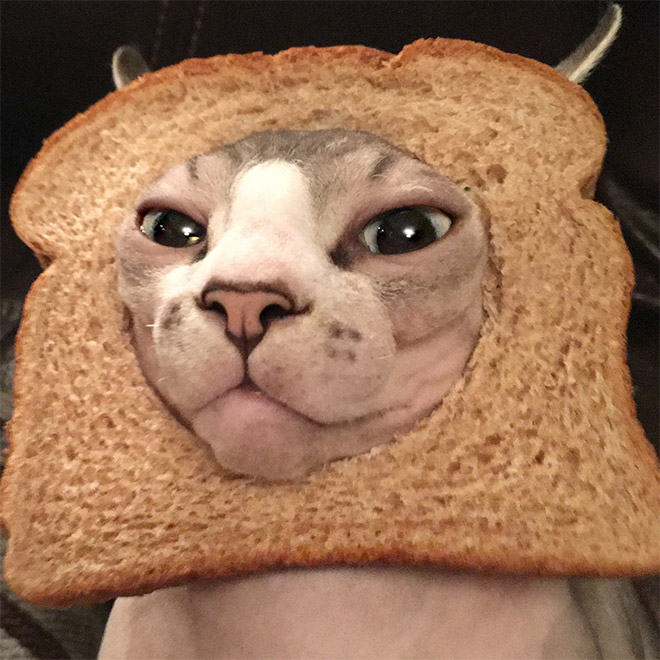 Inbread cat.