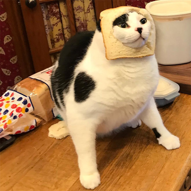 Inbread cat.