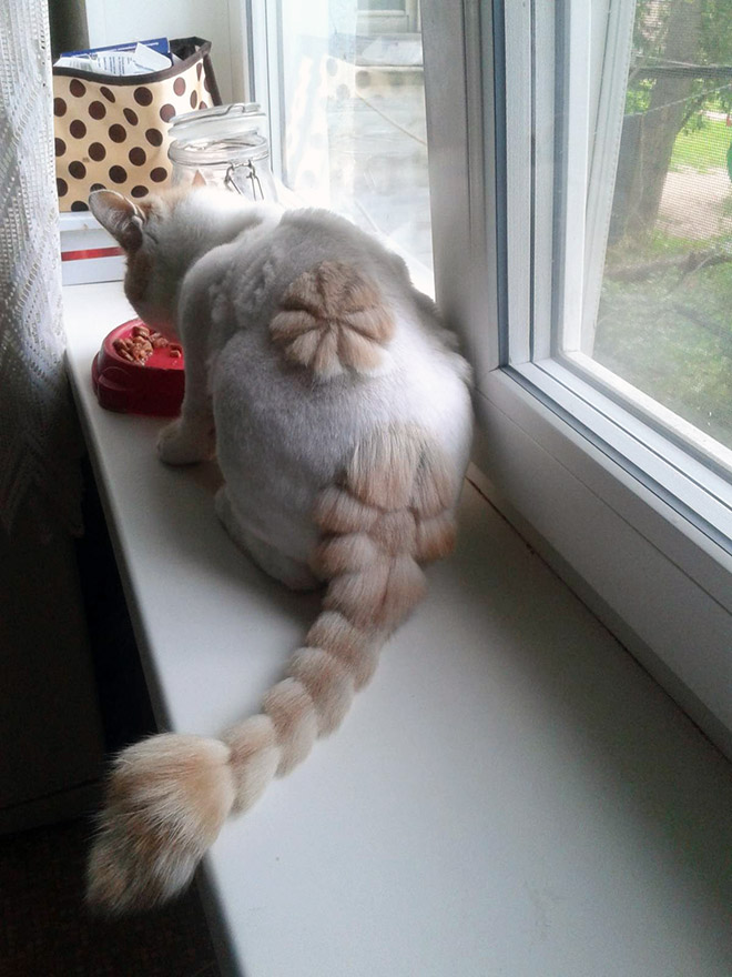 Crazy cat haircut.