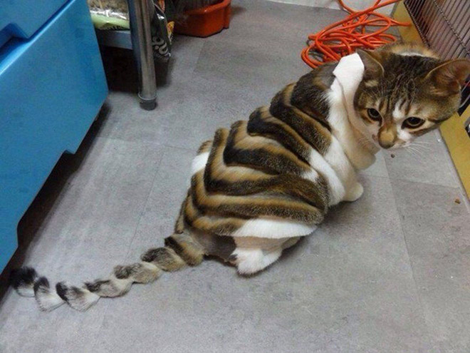 Crazy cat haircut.