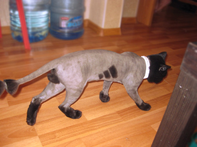 Crazy cat haircut.