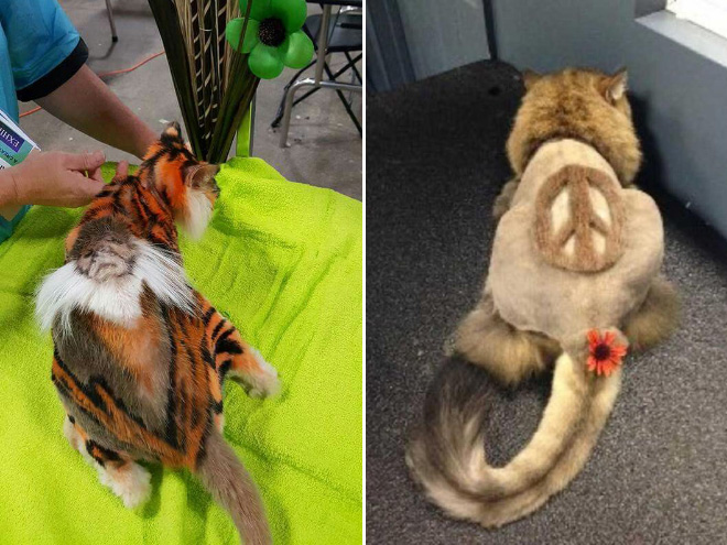 Crazy cat haircuts.