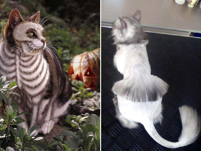 Crazy cat haircuts.