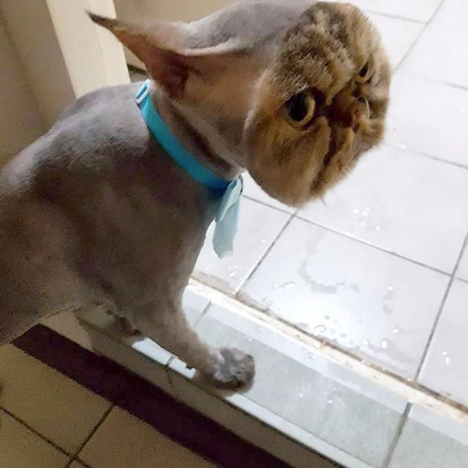 Crazy cat haircut.
