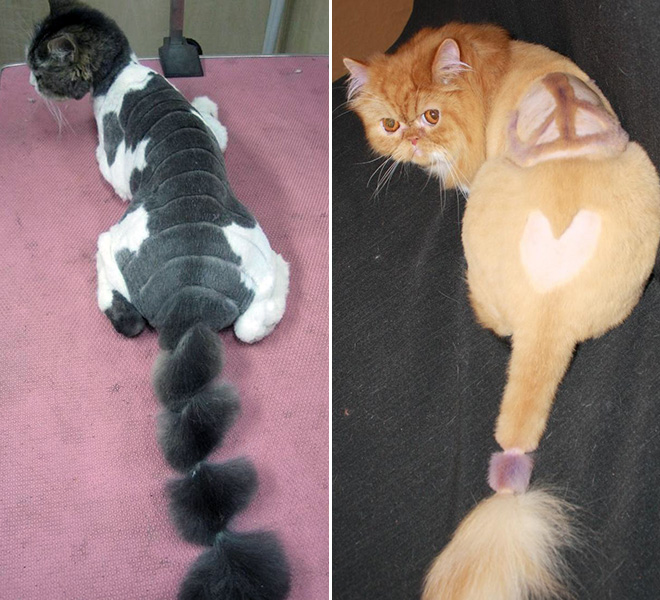 Crazy cat haircuts.