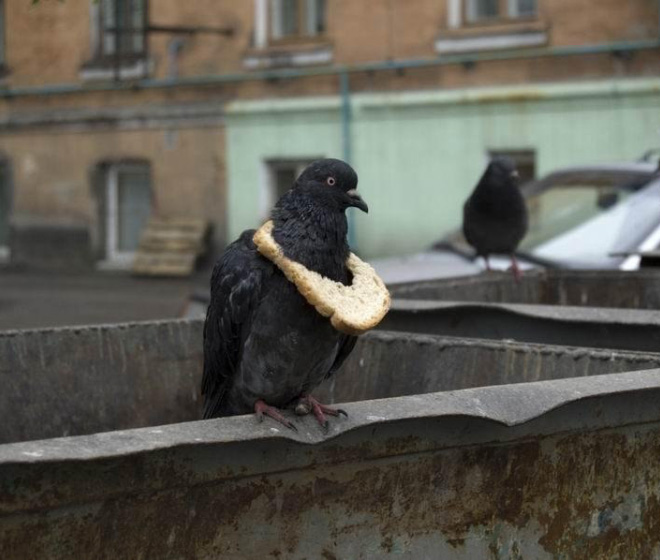 Rich pigeon wearing bread necklace.