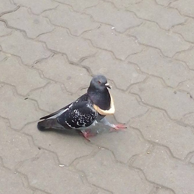 Rich pigeon wearing bread necklace.