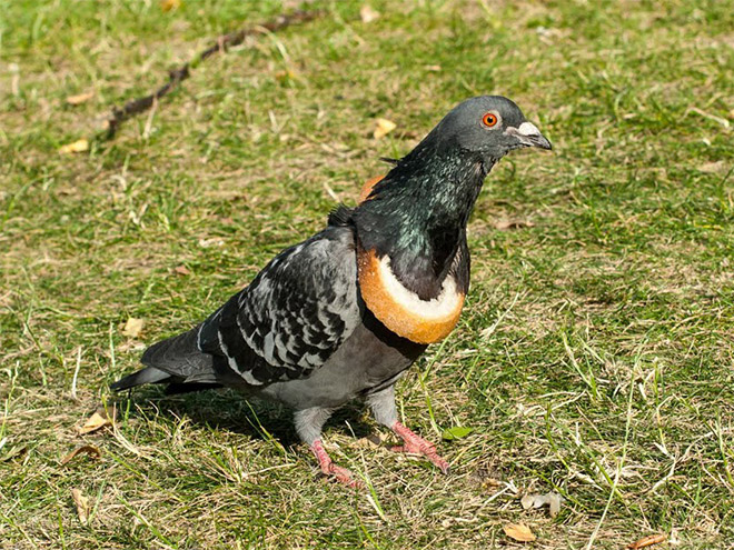 Rich pigeon wearing bread necklace.