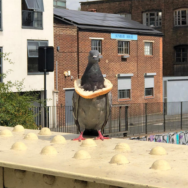 Rich pigeon wearing bread necklace.