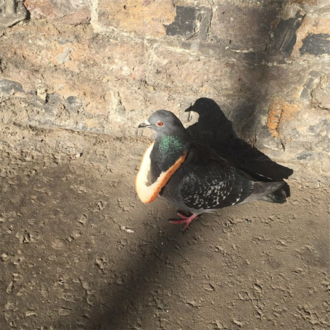 Rich pigeon wearing bread necklace.