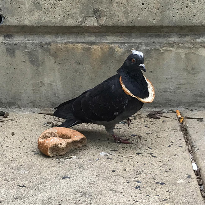 Rich pigeon wearing bread necklace.