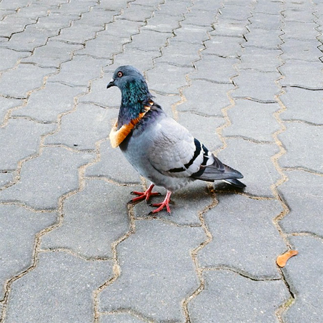 Rich pigeon wearing bread necklace.