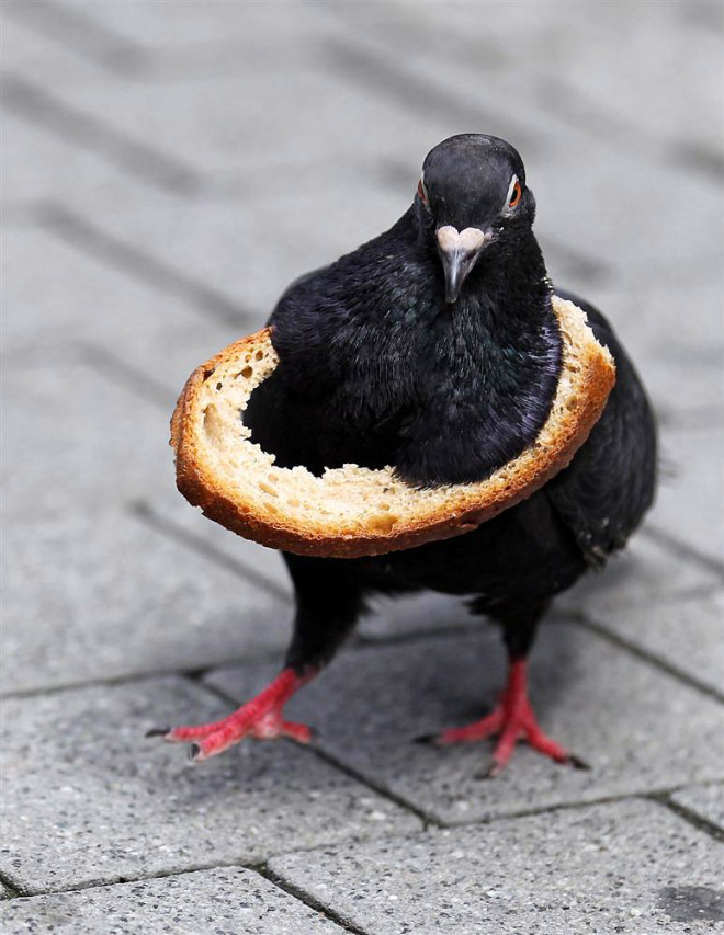 Rich pigeon wearing bread necklace.