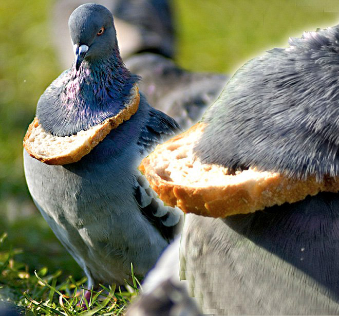 Rich pigeon wearing bread necklace.