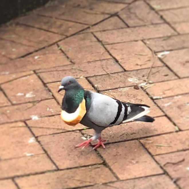 Rich pigeon wearing bread necklace.