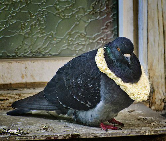 Rich pigeon wearing bread necklace.