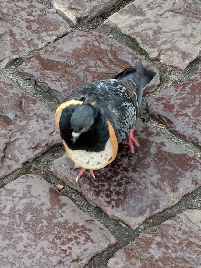 Rich pigeon wearing bread necklace.