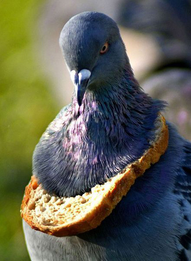 Rich pigeon wearing bread necklace.