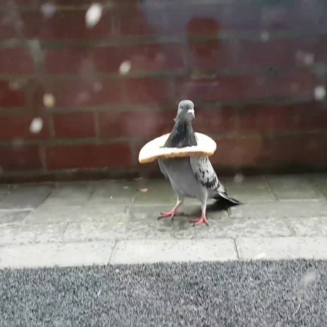 Rich pigeon wearing bread necklace.