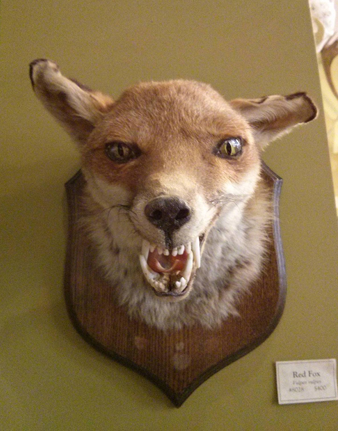 Derpy taxidermy fail.