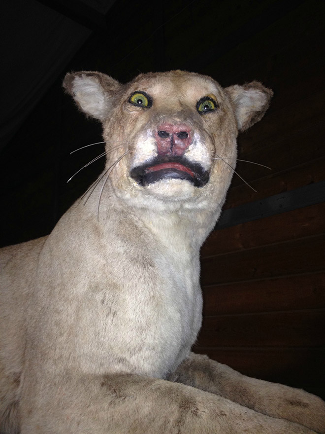 Derpy taxidermy fail.