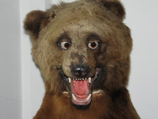 Derpy taxidermy fail.