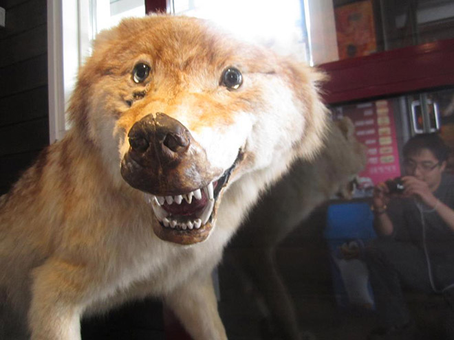 Derpy taxidermy fail.