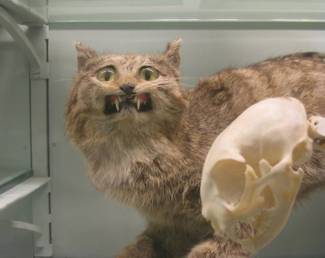 Derpy taxidermy fail.