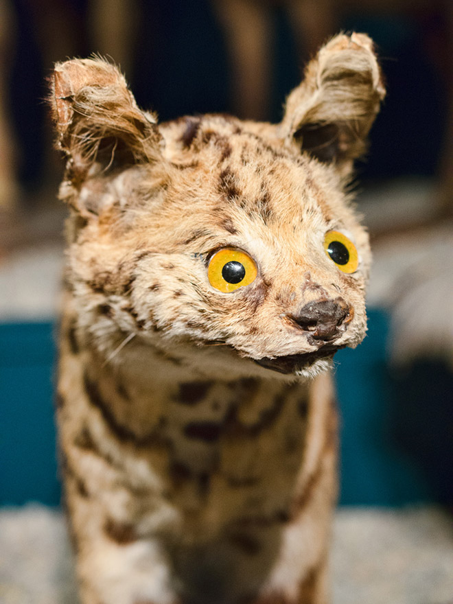 Derpy taxidermy fail.